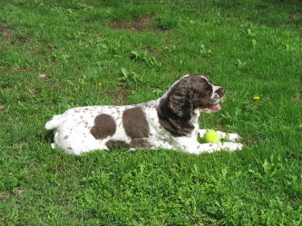 A dark brown and white spotted dog laying in the green grass with a yellow tennis ball