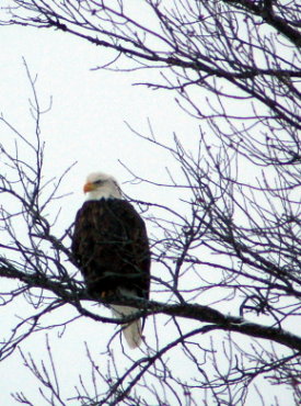 Bald Eagle in Tree Over Looking North Twin Lake