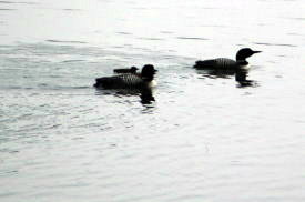 Loons on Water