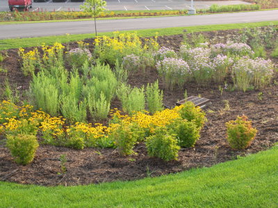 yellow and green plants in a garden near a lake and a parking lot
