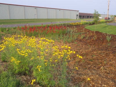 A garden with yellow flowers