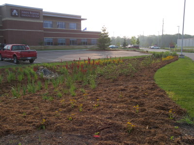A brand new garden with mulch
