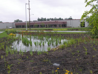 Water in the rain garden