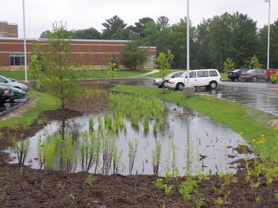 water pool in the rain garden