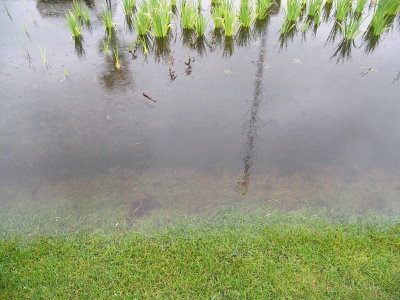 A close up picture of a water pool in the garden