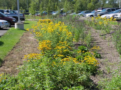 Garden near a parking lot