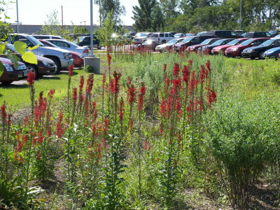 Garden with tall red flowers