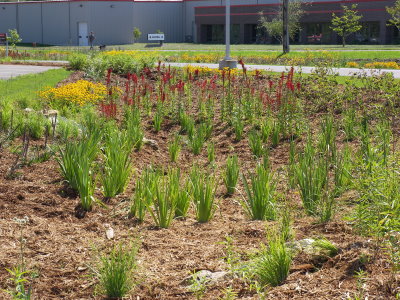 Freshly planted garden at ARMC