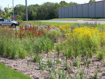 Newly planted stormwater garden