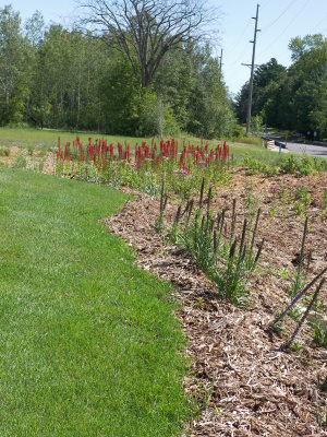 A freshly planted garden near green grass