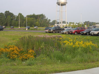A garden near a parking lot