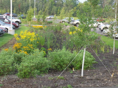 Tall plants in a garden