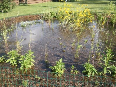A pool of water in rain garden