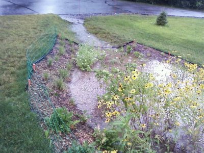 A rain garden with yellow plants