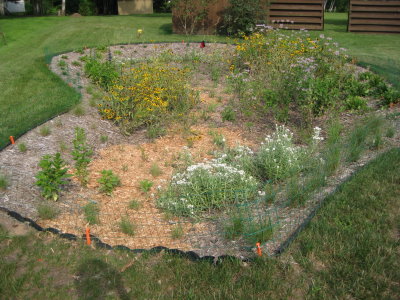 A dry rain garden with green plants