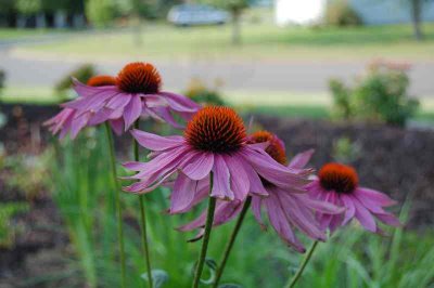 4 pink flowers with red centers